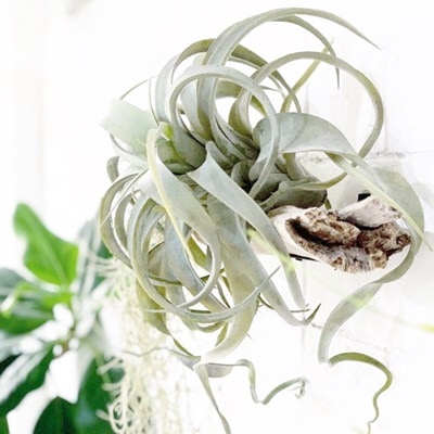 キセログラフィカL