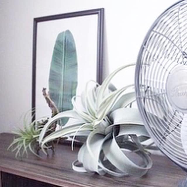 キセログラフィカLL