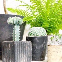 接ぎ木サボテン