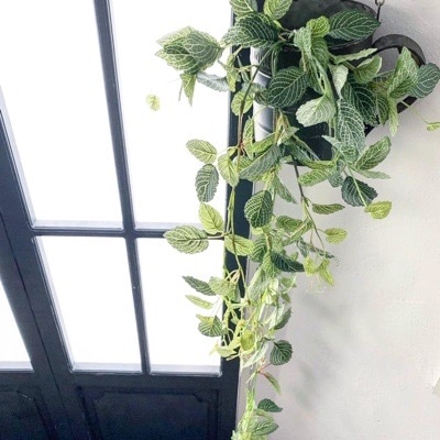 垂れるフィットニア