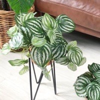 ちょい垂れスイカペペ