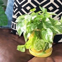 ちょいもりポトス