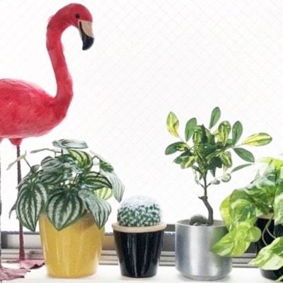 こんもりスイカペペ