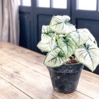 しろいカラジウム