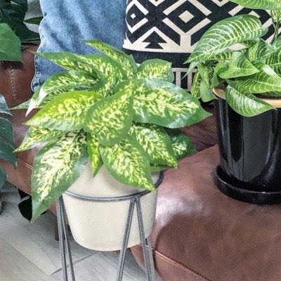 ディフェンバキア