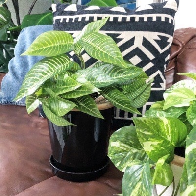 葉っぱ しましま葉っぱブッシュ|おしゃれなフェイクグリーン・人工観葉植物