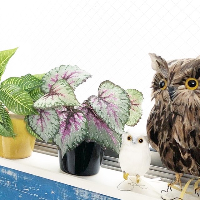 むらさきベゴニア