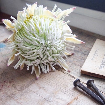 プロテアL(クリーム)