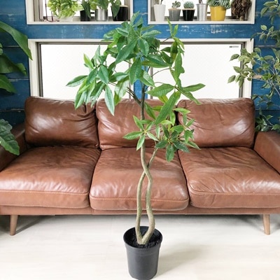 【送料無料♪】ねじパキラ