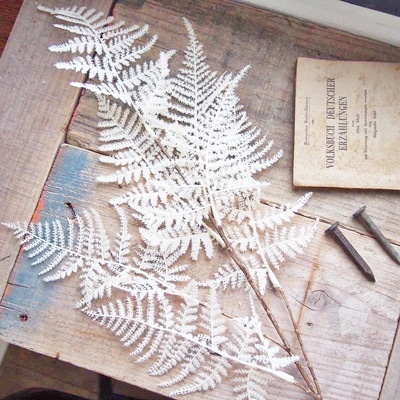 アスパラガスの白い葉っぱ