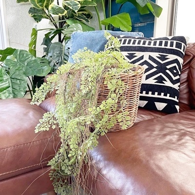 おひげモシャ（グリーン）