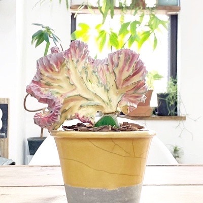 マハラジャ（バーカンディ）