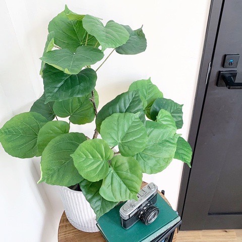 【送料無料♪】ウンベラータ