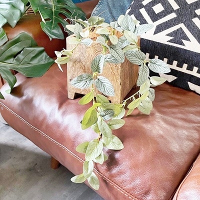 垂れるフィットニア（アンティークホワイト）