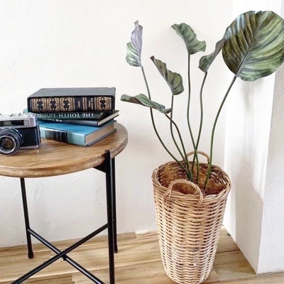 3枚葉っぱの細なが～いカラテア