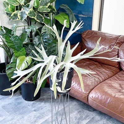 【送料無料♪】鉢入りコウモリラン