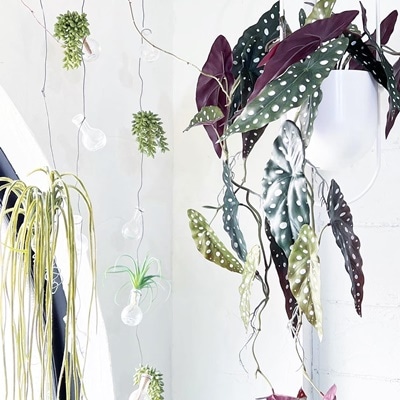 もりもり派手派手ベゴニアマクラータ