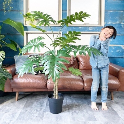 【送料無料♪】ジグザグ葉っぱのフィロデンドロン