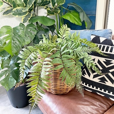 もりもりシダシダ