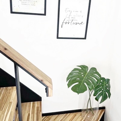 1本のモンステラS