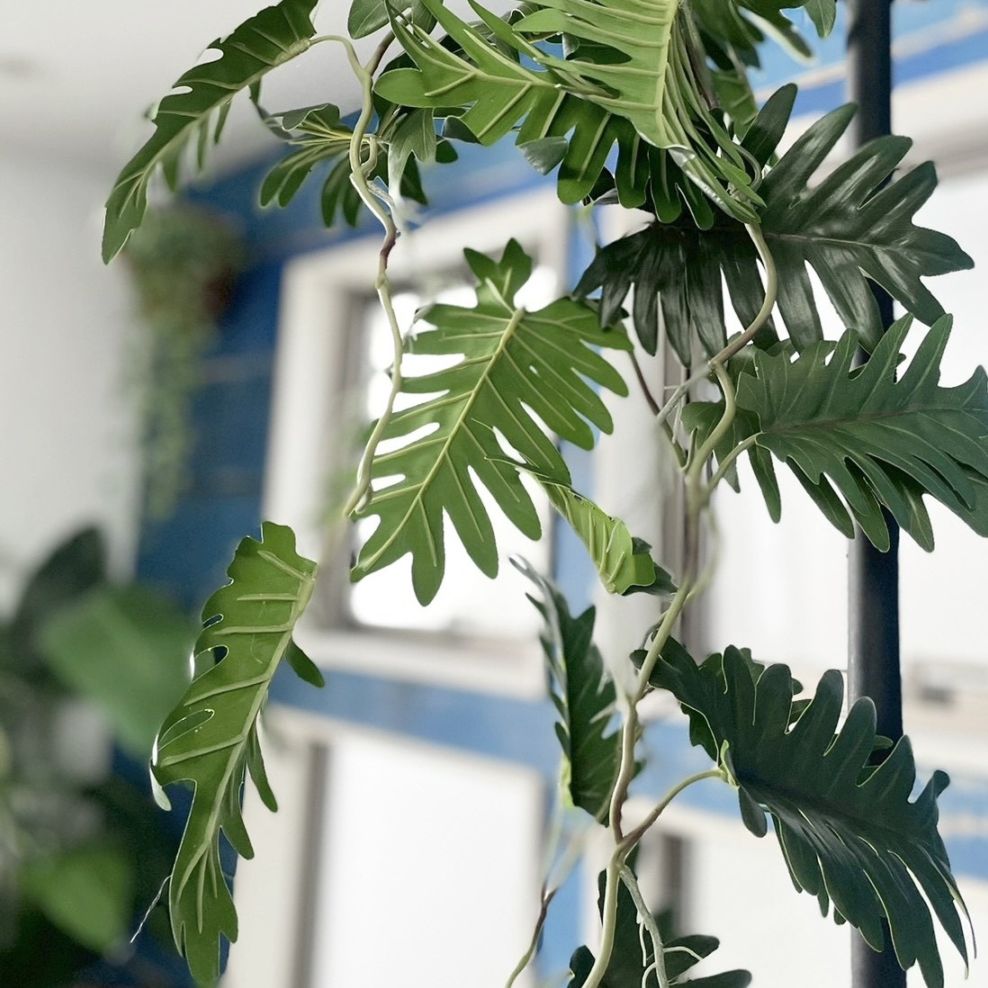 ジグザグ葉っぱのもりもりフィロデンドロン