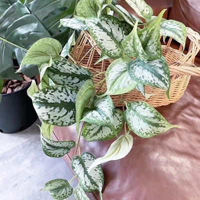 垂れるスキンダプサス