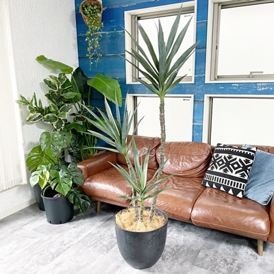 【送料無料♪】3本にょっきアガベ