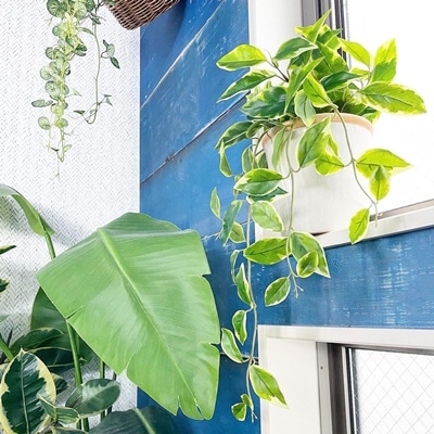 垂れるホヤの葉っぱ