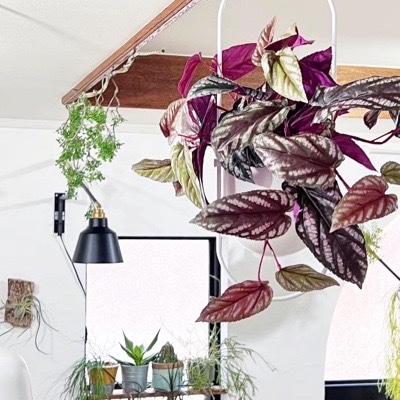 暴れセイシカズラ