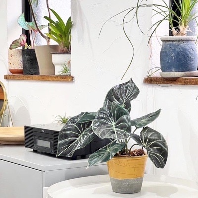 てっかてかカラジューム