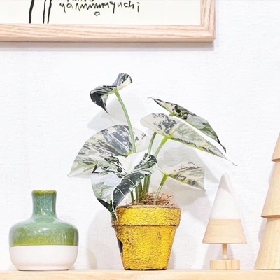 しろくろカラジューム