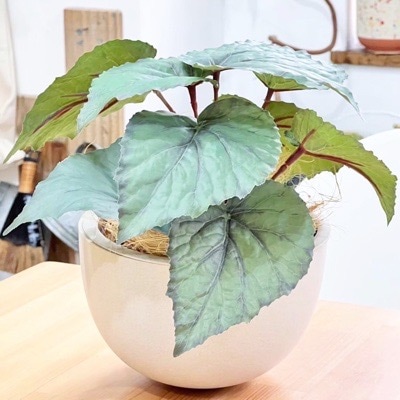 おとなグレイッシュなベゴニア