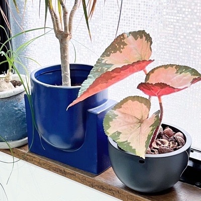 ピンクいベゴニア