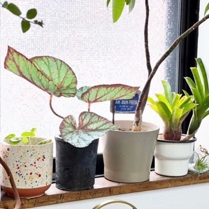 葉脈すごいベゴニア