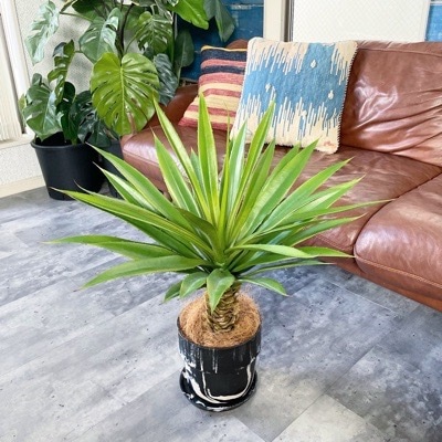 【送料無料♪】大きなツンツンアガペ