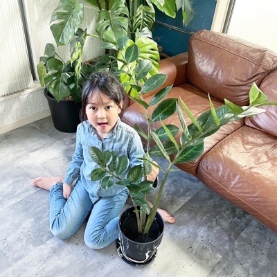 【送料無料♪】ザミフォーリア