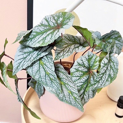 シルバーグリーン色のベゴニア