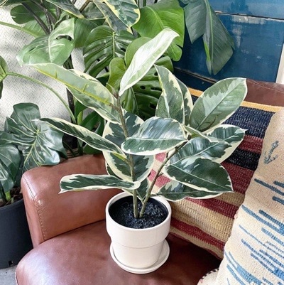 【送料無料♪】斑入りゴムの木