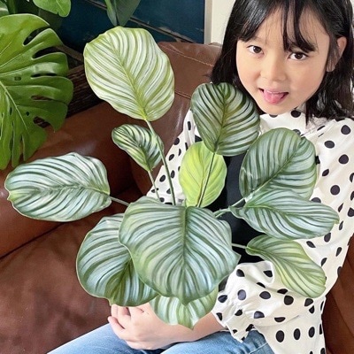 【送料無料♪】11枚葉っぱのカラテアオルビフォリア