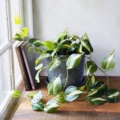 濃いグリーン色のポトス