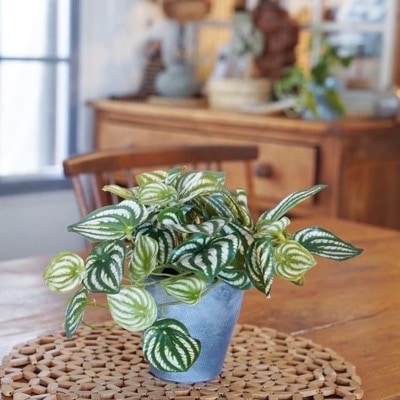 ちょい垂れスイカペペ(鉢入り)