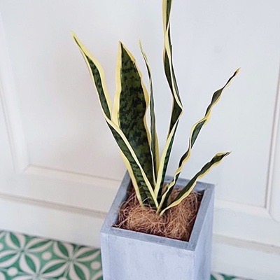 おなじみサンセベリア