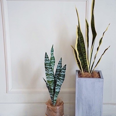 サンセベリア・ゼラニカ