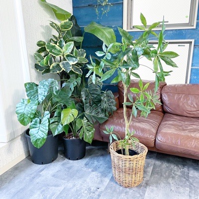 【送料無料♪】パキラ