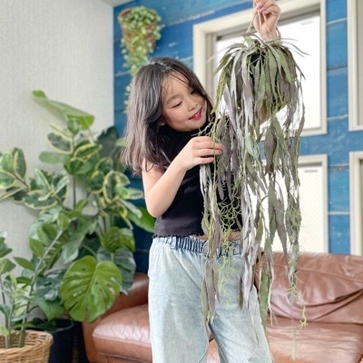 ぶらぶらモシャモシャリプサリス