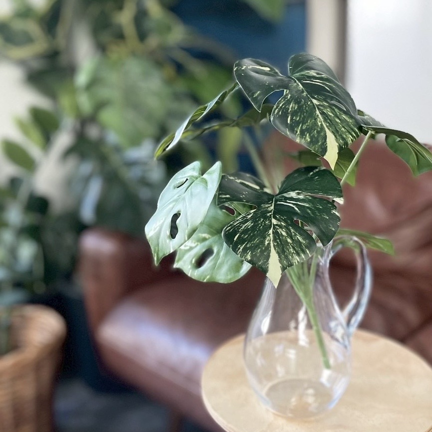 斑入りモンステラ