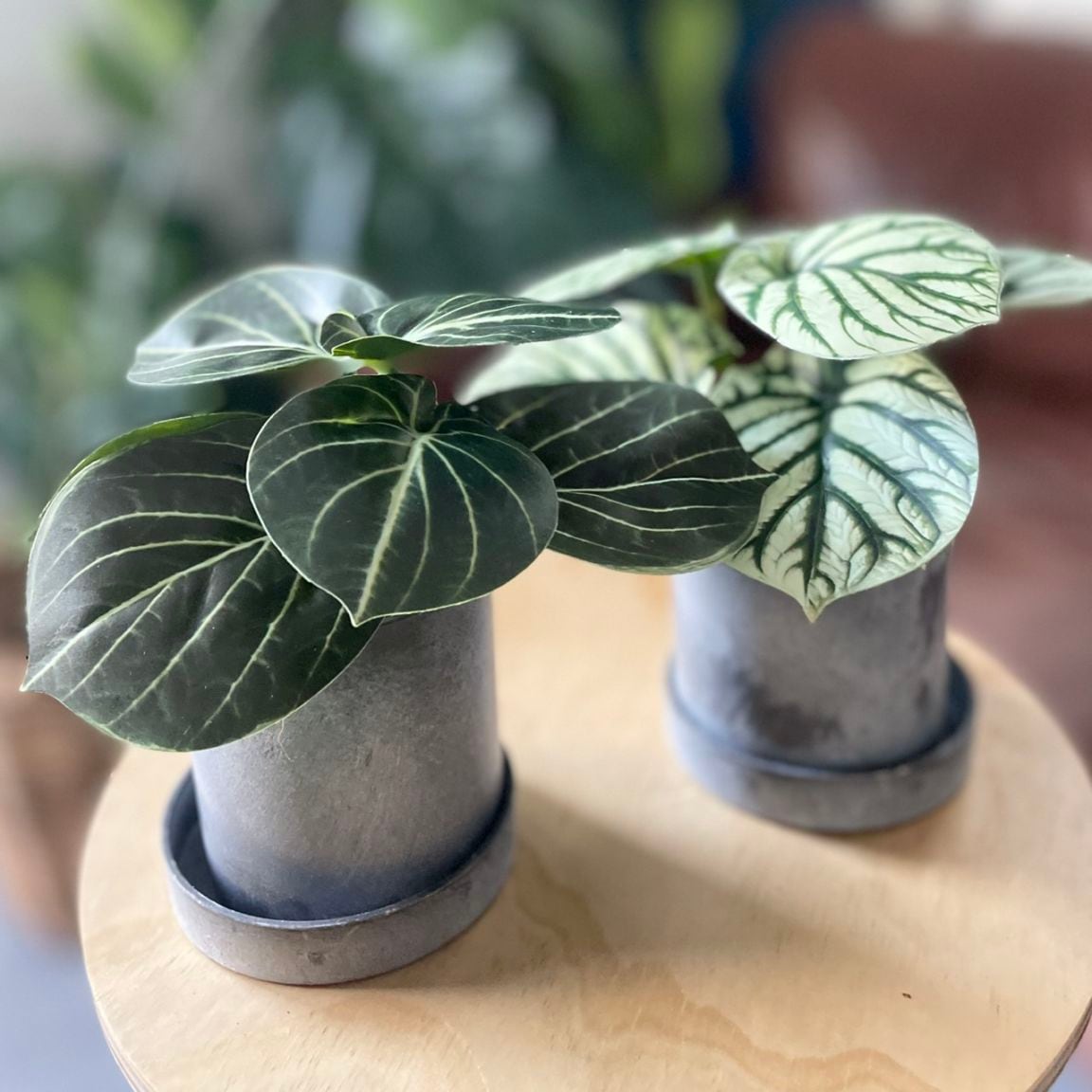 みにぷちグリーン(アロカシア) 