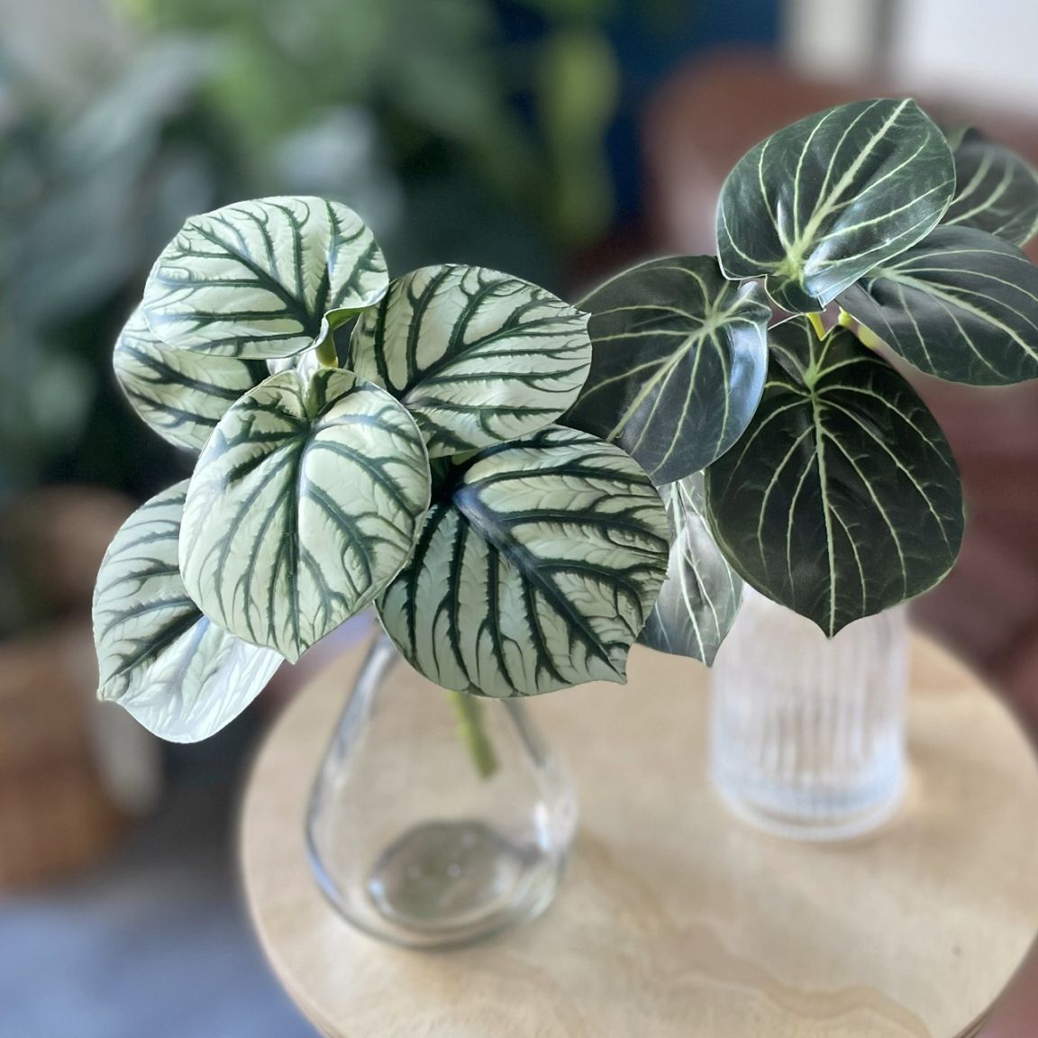 みにぷちグリーン(ゼブラなペペロミア) 