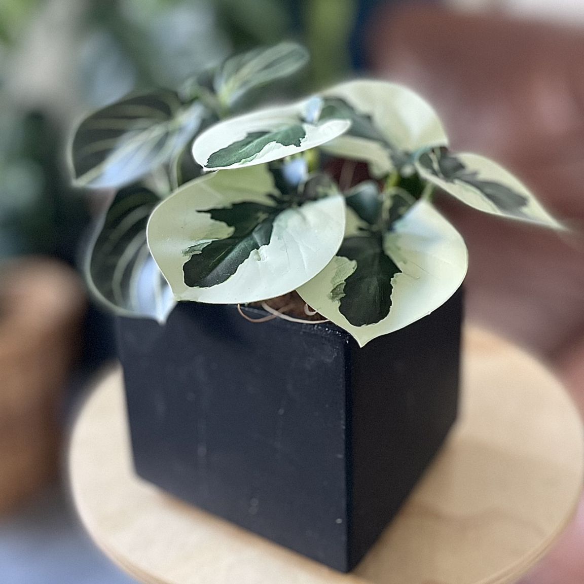 みにぷちグリーン(バイカラーなペベロミア) 