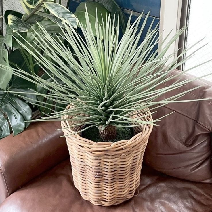 【送料無料♪】ユッカ・ロストラータ